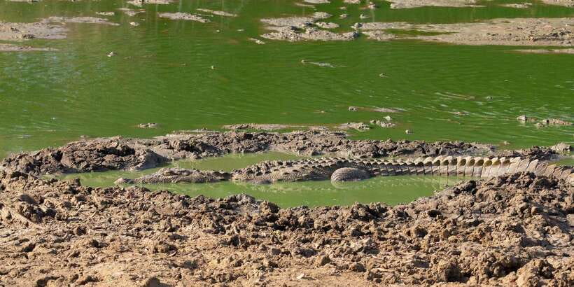 Yala National Park Wildlife safari from Mirissa - Lunch at the local restaurant: good fuel, but plan for extra cost