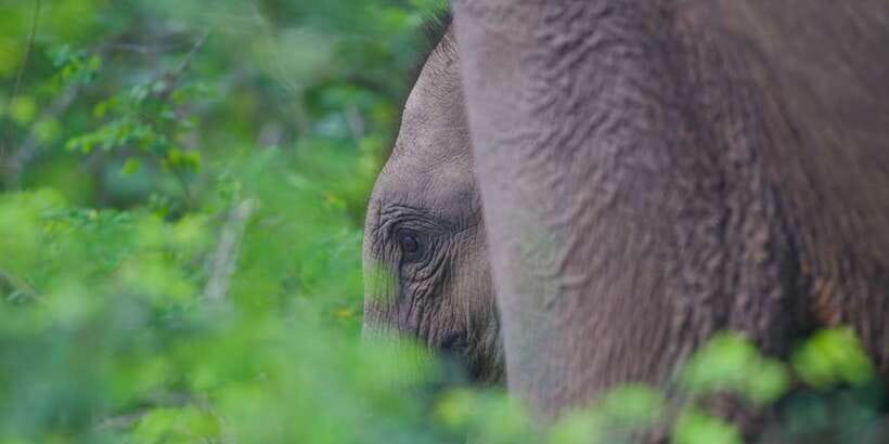Yala National Park Wildlife safari from Mirissa - What to pack (and what to skip) for a comfortable safari day