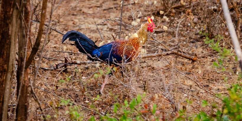 Yala National Park Wildlife safari from Mirissa - Cost and value: what your $120 really buys (and what’s extra)