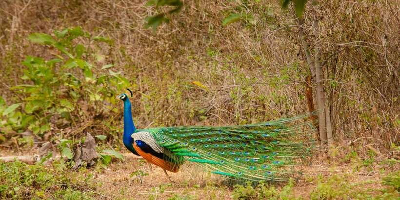 Yala National Park Wildlife safari from Mirissa - Mirissa pickup and the shared-ride rhythm (plan your day, don’t fight it)
