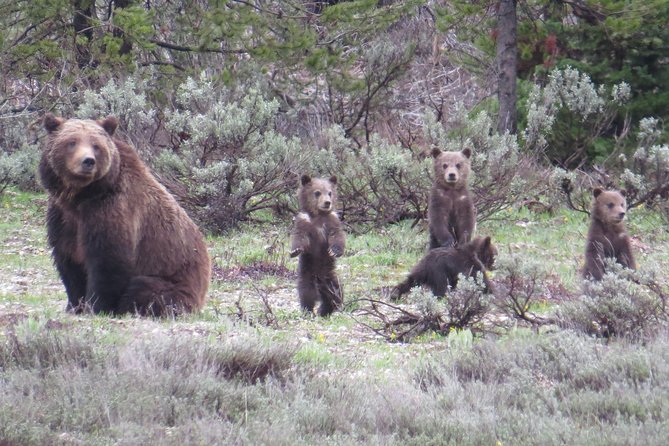 Yellowstone National Park - Full-Day Lower Loop Tour from Jackson - Key Things That Make This Tour Worth It