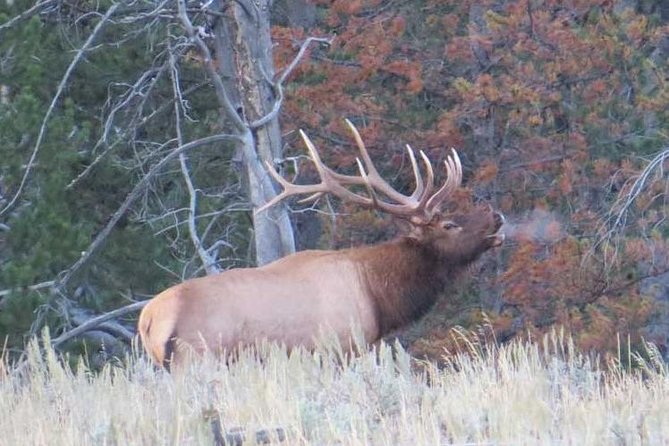 Yellowstone National Park - Full-Day Lower Loop Tour from Jackson - Price and Value: What You’re Really Paying For