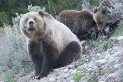 Yellowstone National Park - Full-Day Lower Loop Tour from Jackson - Your Guide and Small-Group Experience (And Why It Matters)