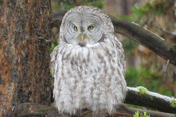 Yellowstone National Park - Full-Day Lower Loop Tour from Jackson - Wildlife Encounters: Realistic Expectations