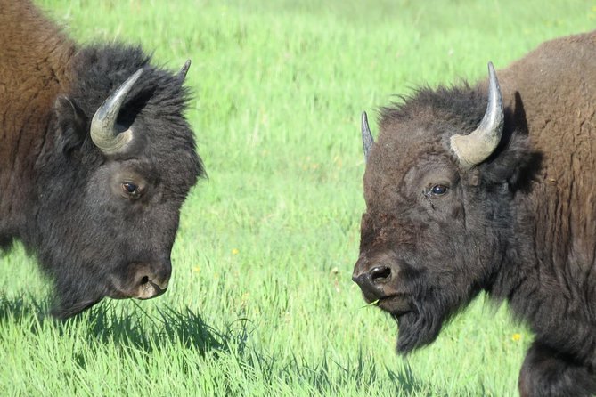 Yellowstone National Park - Full-Day Lower Loop Tour from West Yellowstone - Upper Falls: Feeling the Power (Yes, Hear It Too)