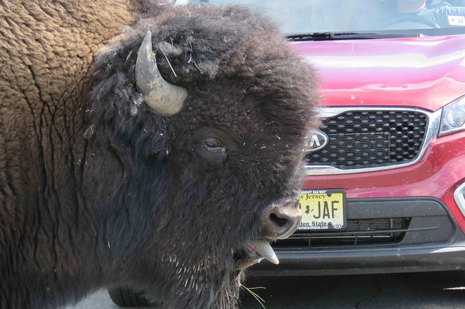 Yellowstone National Park - Full-Day Lower Loop Tour from West Yellowstone - Hayden Valley: Wildlife Scanning in Prime Habitat