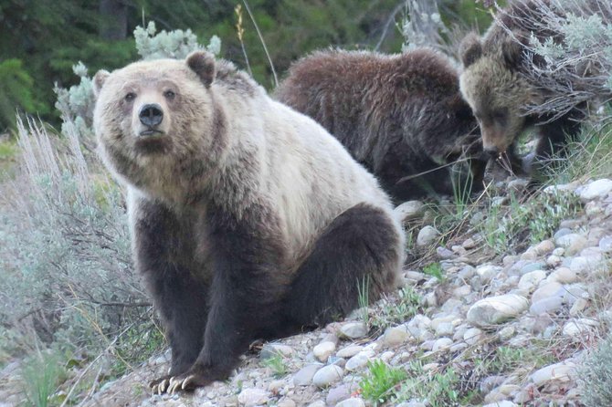 Yellowstone National Park - Full-Day Lower Loop Tour from West Yellowstone - What You Really Get for $375: Price and Value That Add Up
