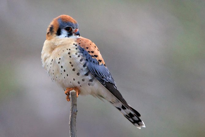 Yellowstone National Park Group Tour - Hayden Valley: where wildlife odds get better
