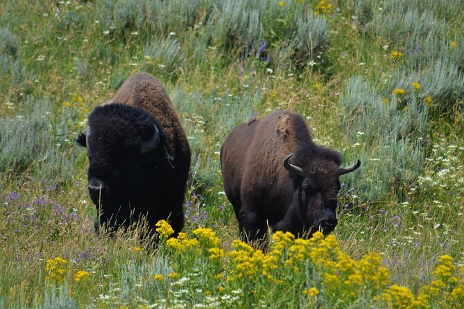 Yellowstone National Park - Lower Loop Adventure - The Lower Loop Route: Old Faithful, Grand Prismatic, Yellowstone Falls, and More
