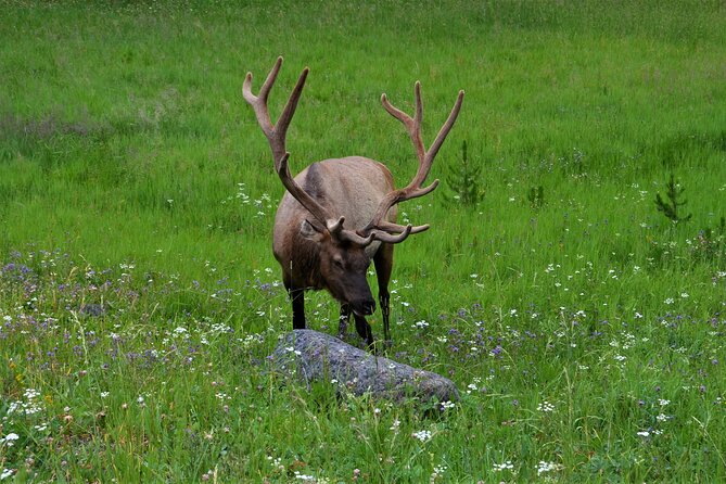 Yellowstone National Park - Lower Loop Adventure - Price and Value: What You’re Really Paying for at $495
