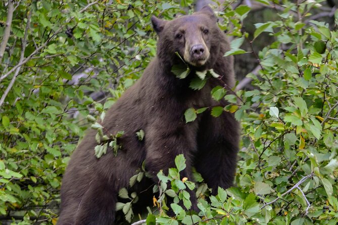 Yellowstone National Park - Lower Loop Adventure - Wildlife Stops Are Included, Not Added at the End