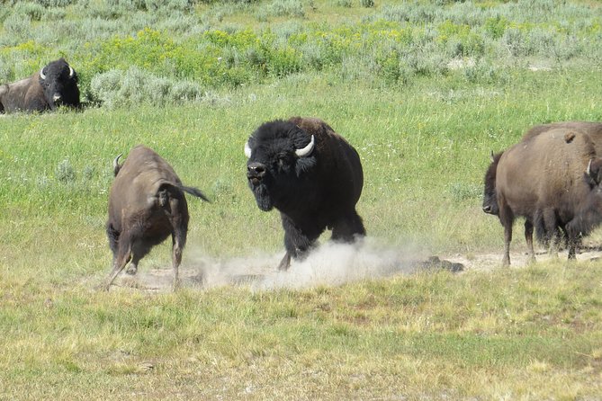 Yellowstone National Park - PRIVATE Full-Day Lower Loop Tour from Jackson Hole - Key things to know before you go on the Lower Loop