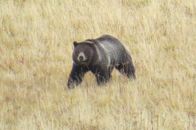 Yellowstone National Park - PRIVATE Full-Day Lower Loop Tour from Jackson Hole - Stop-by-stop: the classic Lower Loop flow that saves your time