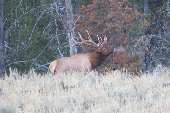 Yellowstone National Park - PRIVATE Full-Day Lower Loop Tour from Jackson Hole - What makes the guide-led approach feel different in a place like Yellowstone