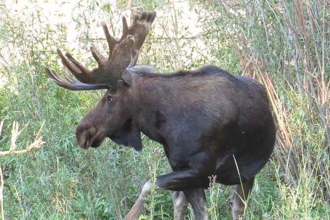 Yellowstone National Park - PRIVATE Full-Day Lower Loop Tour from Jackson Hole - Who should book this private Lower Loop tour (and who should skip it)