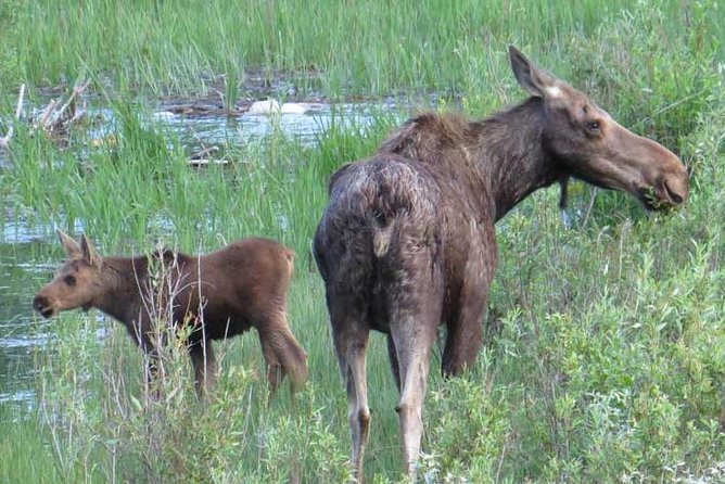 Yellowstone National Park - PRIVATE Full-Day Lower Loop Tour from Jackson Hole - Should you book this tour?