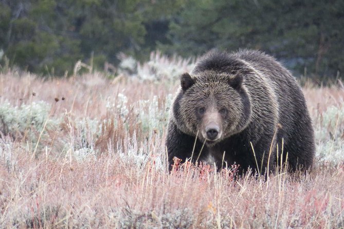 Yellowstone National Park - PRIVATE Full-Day Lower Loop Tour from W. Yellowstone - The First Block Inside Yellowstone: Getting Your Bearings Right