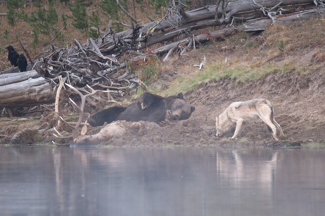 Yellowstone National Park Private Wildlife Tour - Key highlights you should care about