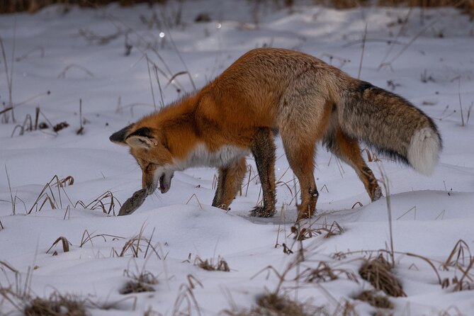 Yellowstone National Park Private Wildlife Tour - Why the early morning matters in Yellowstone wildlife watching