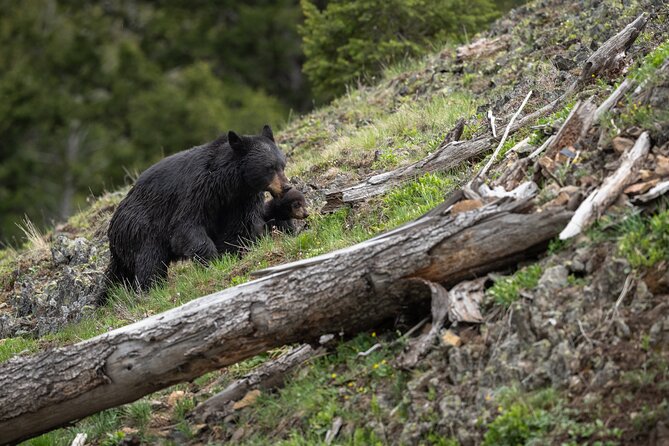 Yellowstone National Park Private Wildlife Tour - The full 8-hour plan: how the day is built around your wishlist