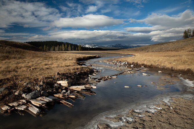 Yellowstone National Park Private Wildlife Tour - What species spotting feels like when the guide does the hard part