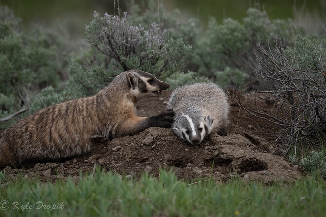 Yellowstone National Park Private Wildlife Tour - Lunch included: the underrated part of a long wildlife day