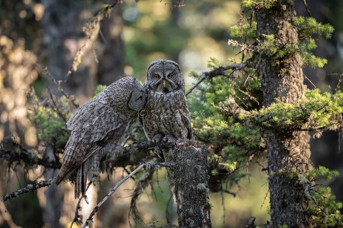 Yellowstone National Park Private Wildlife Tour - Price and value: $900 per group and who it’s really for