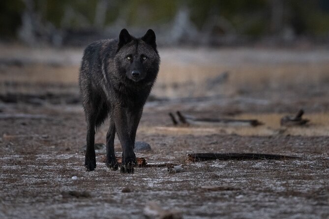 Yellowstone National Park Private Wildlife Tour - Logistics that make the day smoother