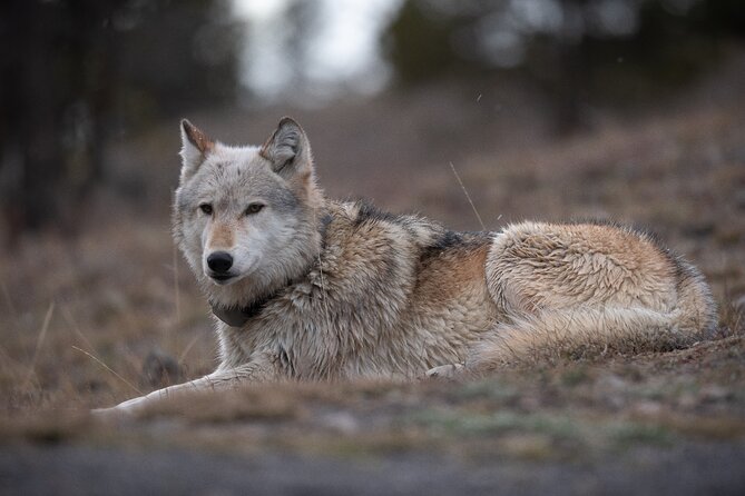 Yellowstone National Park Private Wildlife Tour - The optics and scope setup: what you get, and how you use it