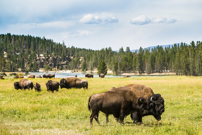 Yellowstone National Park Self-Guided Driving Audio Tour - Mud pots, geyser basins, and the color of Yellowstone: Prismatic to Norris