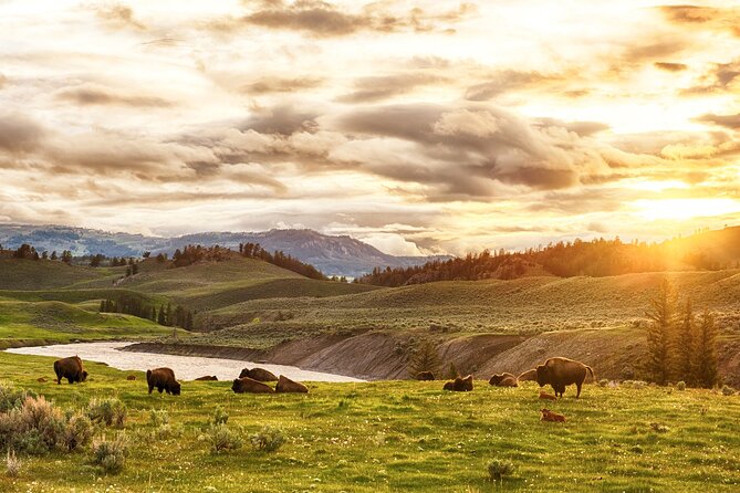 Yellowstone National Park Tour from Jackson Hole - Getting Picked Up: Three Areas, No Door-to-Door