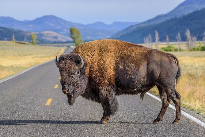 Yellowstone National Park Tour from Jackson Hole - South Gate to Yellowstone: Entering the Park with the Right Mindset
