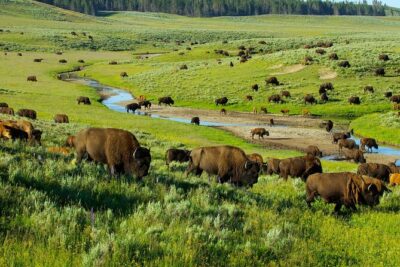 Yellowstone National Park Tour from Jackson Hole - The Driving Rhythm: Why the Day Feels Long (but Works)