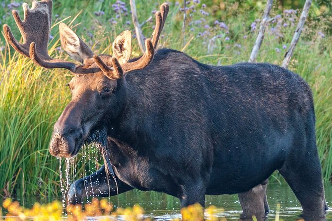 Yellowstone National Park Tour from Jackson Hole - Through the Steam-Filled Geyser Basin to Yellowstone Falls