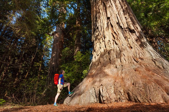 Yosemite National Park & Giant Sequoias 2-Day Semi-Guided Tour - Getting from San Francisco to Yosemite without the stress