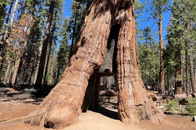 Yosemite National Park & Sequoias Private Tour from San Francisco - Key points before you go