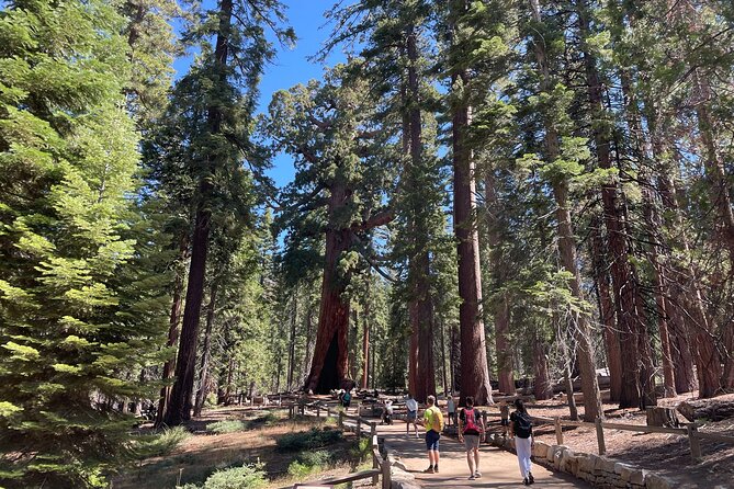 Yosemite National Park & Sequoias Private Tour from San Francisco - Timing and route reality: the 6:00am start and all-day commitment