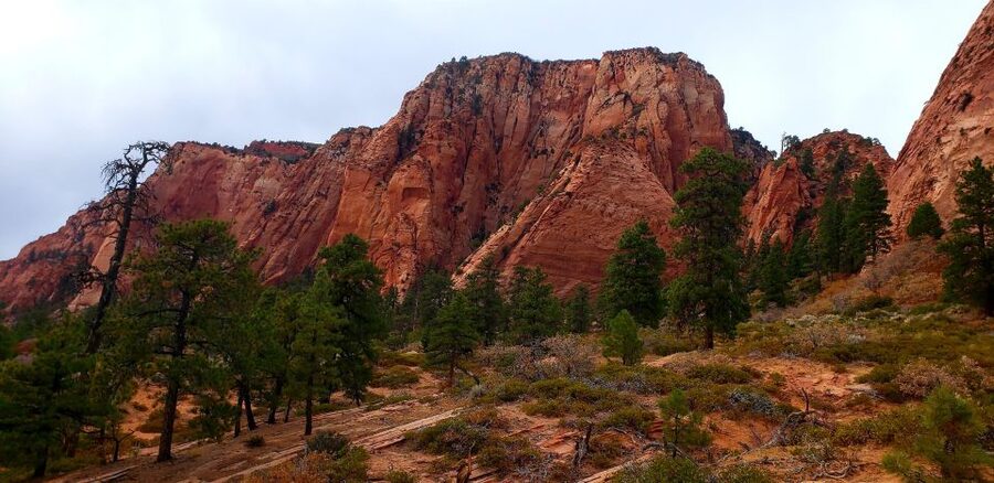 Zion National Park - Kolob Terrace: 1/2 Day Sightseeing Tour - Key things to look forward to