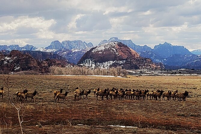 Zion National Park/Kolob Terrace Private 1/2 Day Sightseeing Tour - When to book: afternoon light and calmer drives