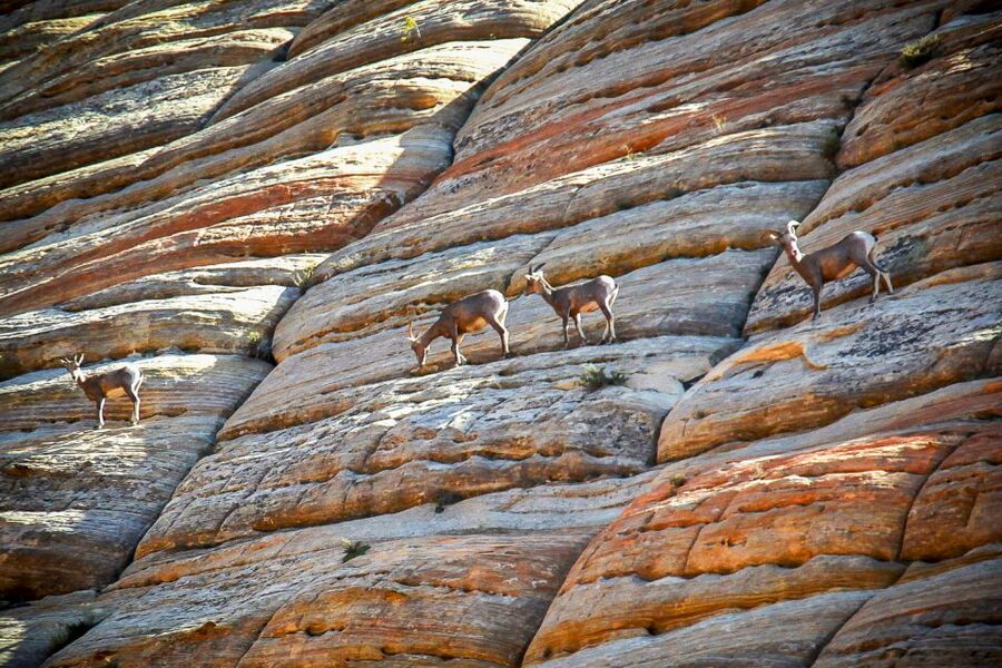 Zion National Park Small Group Adventure from Las Vegas - Price and value: is $293 a good deal for Zion from Vegas?
